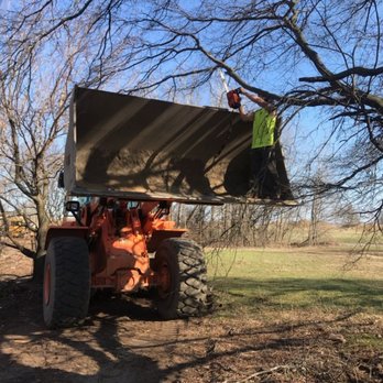 Tarzan Tree Removal - Tree Services Near Me Tarzan Tree Removal - Tree Services Near Me