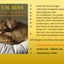 Photo of Lonesome Kitty Feline Hotel