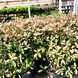 Lowe's Home Improvement - Photinia