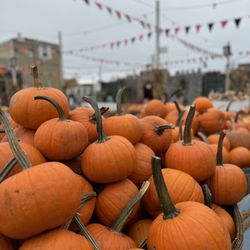 Emerald Forest Christmas Trees & Great Pumpkin Patch