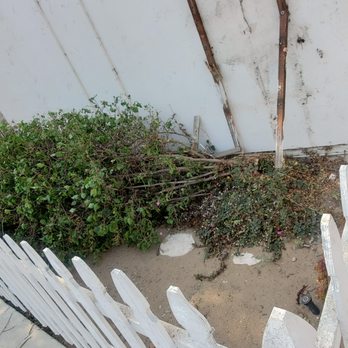 MVP Junk Hauling - Bougainvillea ripped off its mount in high winds. - Junk Removal & Hauling Near Me - Los Angeles , California MVP Junk Hauling - Bougainvillea ripped off its mount in high winds. - Junk Removal & Hauling Near Me - Los Angeles , California