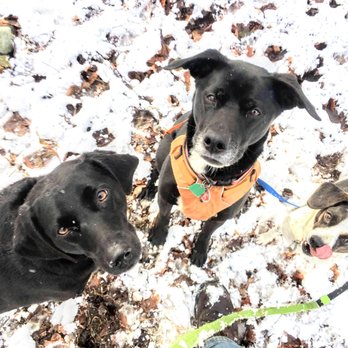 Dogs 'N Motion - Two dogs take a break from exploring the woods out on a dog walk. - Dog Walkers Near Me Dogs 'N Motion - Two dogs take a break from exploring the woods out on a dog walk. - Dog Walkers Near Me