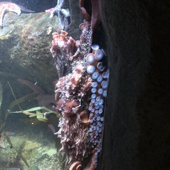 Austin Aquarium - Aquariums Near Me - Austin, Texas