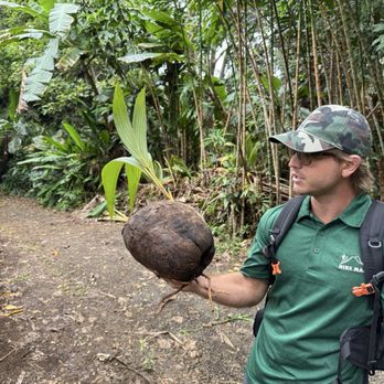 Hike Maui - Coconuts send more people to the hospital than sharks - Tours Near Me - Kahului, Hawaii