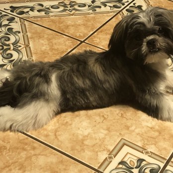Messy Mutt - Pet Groomers Near Me Messy Mutt - Pet Groomers Near Me