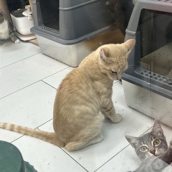 Cats and Comics Rescue - Animal Shelters Near Me - Upland, California