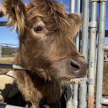Sugarplum Zoo - Venus the Highlander cow - Chocolatiers & Shops Near Me - Temecula, California Sugarplum Zoo - Venus the Highlander cow - Chocolatiers & Shops Near Me - Temecula, California