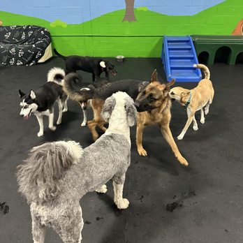 Dogtastic Fun - Pet Boarding Near Me - Woodridge, Illinois