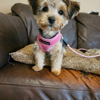 Star Dog Salon - After - Pet Groomers Near Me - Gainesville, Virginia Star Dog Salon - After - Pet Groomers Near Me - Gainesville, Virginia