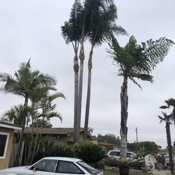 Higuera's Tree Service - Queen palm trimming - Tree Services Near Me - Lemon Grove, California Higuera's Tree Service - Queen palm trimming - Tree Services Near Me - Lemon Grove, California