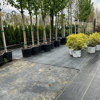 Birch Road Greenhouse - Nurseries & Gardening Near Me - Bremen, Indiana Birch Road Greenhouse - Nurseries & Gardening Near Me - Bremen, Indiana