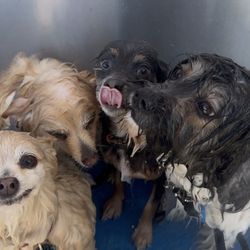 Loop Neighborhood Market - My 4 small dogs getting rinsed lol
