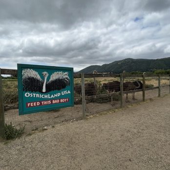 Ostrichland USA - Attraction Farms Near Me - Solvang, California Ostrichland USA - Attraction Farms Near Me - Solvang, California