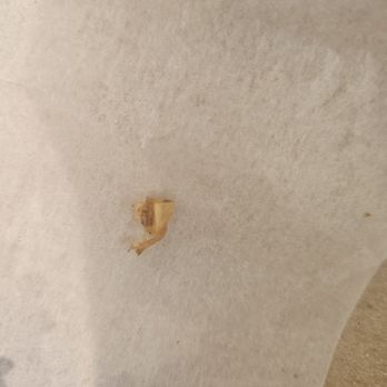 Cuts & Slices - Piece of oxtail bone found on pizza - Pizza Near Me - New York, New York