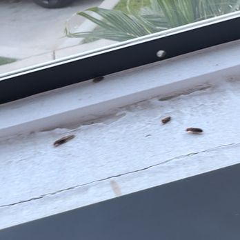 El Calentano Mariscos - Infestation of bugs - Seafood Near Me - Perris, California El Calentano Mariscos - Infestation of bugs - Seafood Near Me - Perris, California