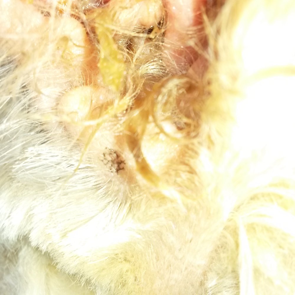 PetSmart - My dog's ears that Dawna claimed she cleaned when I picked up my pooch from a full grooming. - Pet Training Near Me - Cedar Park, Texas PetSmart - My dog's ears that Dawna claimed she cleaned when I picked up my pooch from a full grooming. - Pet Training Near Me - Cedar Park, Texas