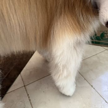 Bath & Beyond Pet Salon - Long leg fur cut off - Pet Groomers Near Me - Greenwood, Indiana