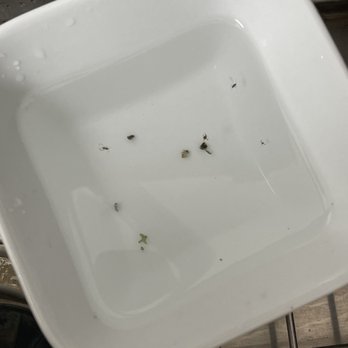 Aloha Salads - 11.6.22 Bugs in one of my To Kale For Salad - Sandwiches Near Me - Kapolei, Hawaii
