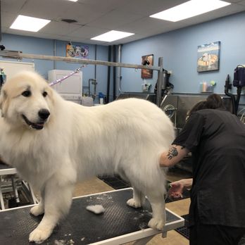 Sham-Paws Self Serve Dog Wash - Pet Groomers Near Me - Placentia, California Sham-Paws Self Serve Dog Wash - Pet Groomers Near Me - Placentia, California