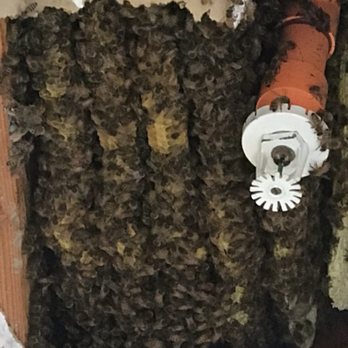Beekeeper Nova - Pest Control Near Me
