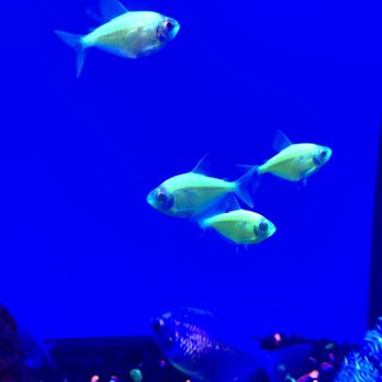 Petco - Pet Stores Near Me - Plano, Texas