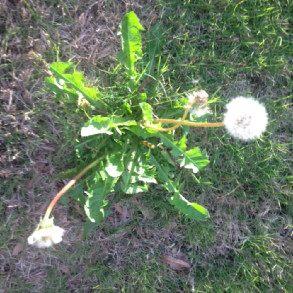 Dandelion weeds thriving after TRUGREEN service