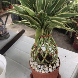 Jossie's Garden - I bought the plant, and the owner repotted it and added rocks so I can give it as a gift.