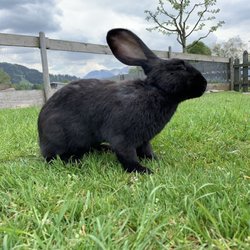 Burgberger Tierparadies - Schwarzer Hase