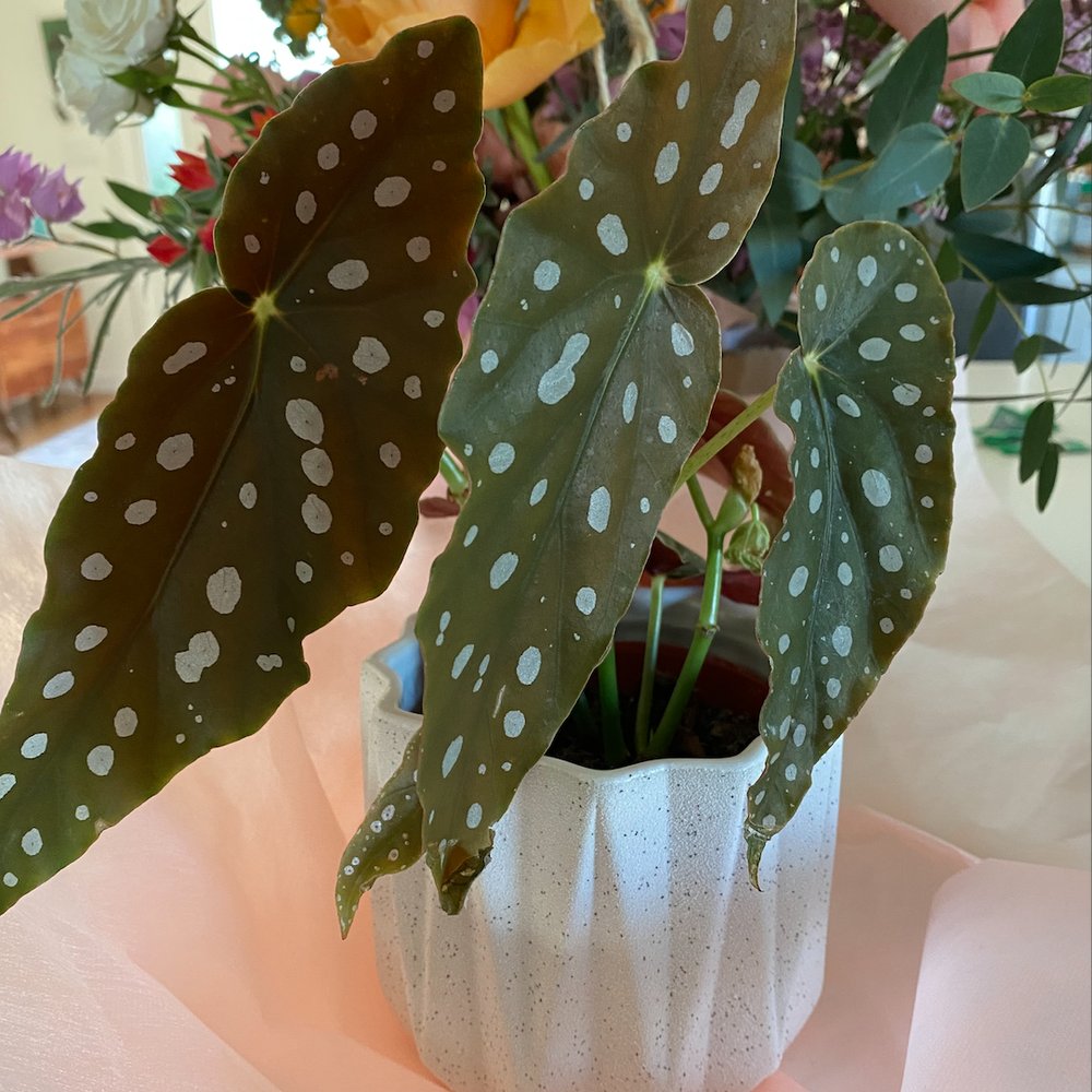 Inblume - Took home a new plant and pot for my collection. - Home & Garden Near Me - Burbank, California Inblume - Took home a new plant and pot for my collection. - Home & Garden Near Me - Burbank, California