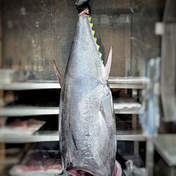 ATO Japanese Restaurant - Are you ready for the best tuna?