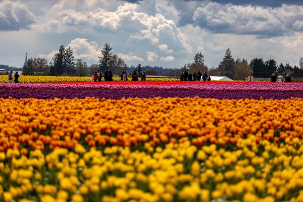 Skagit Valley Tulip Festival Headquarters by null