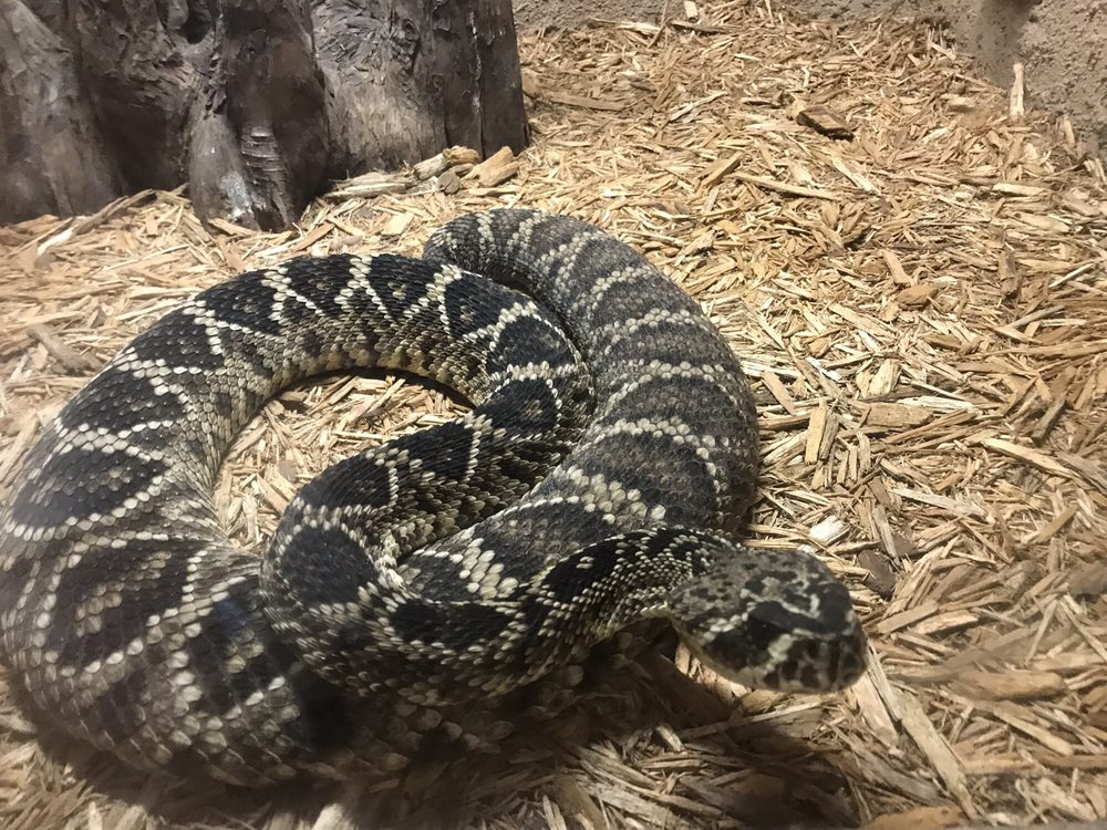 Rattlers & Reptiles, Fort Davis | Roadtrippers