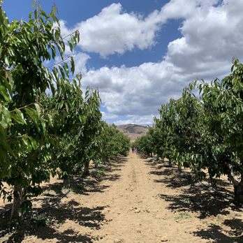 U Pick Orchards - The orchards at ranch #1 - Pick Your Own Farms Near Me - Morgan Hill, California