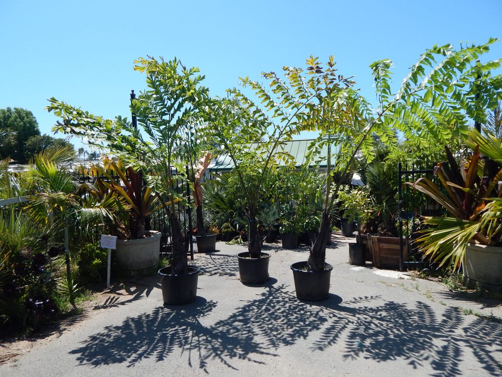 JUNGLE MUSIC PALMS & CYCADS Updated October 2024 54 Photos & 34