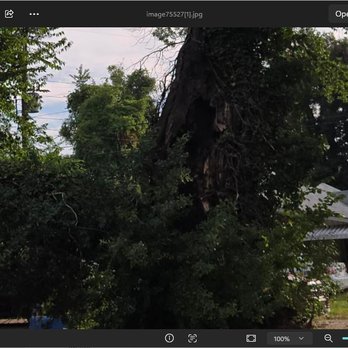 Renshaw Property Management - Dead tree front yard - Property Management Near Me - Memphis, Tennessee Renshaw Property Management - Dead tree front yard - Property Management Near Me - Memphis, Tennessee