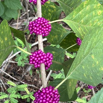 Wetlands Park - American beauty berry. - Parks Near Me - Royal Palm Beach, Florida Wetlands Park - American beauty berry. - Parks Near Me - Royal Palm Beach, Florida
