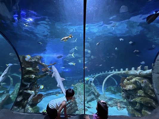 SEA LIFE Arizona Aquarium by null