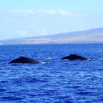Sail Maui - Lahaina - In season you can see whales - Boating Near Me - Lahaina, Hawaii Sail Maui - Lahaina - In season you can see whales - Boating Near Me - Lahaina, Hawaii