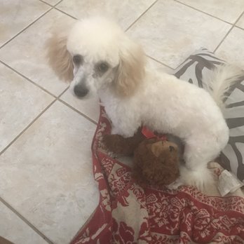 The Wash Dawg - My little Bella's first full haircut. - Pet Groomers Near Me - San Antonio, Texas