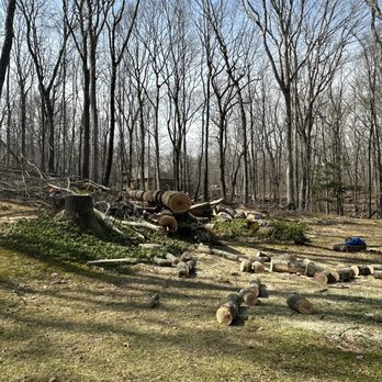 Ceciliano's Tree Services - Very large double-trunked tree felled uphill to avoid and protect house and septic field - Tree Services Near Me - Bethel, Connecticut Ceciliano's Tree Services - Very large double-trunked tree felled uphill to avoid and protect house and septic field - Tree Services Near Me - Bethel, Connecticut