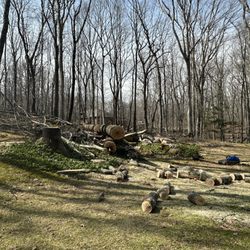Ceciliano's Tree Services - Very large double-trunked tree felled uphill to avoid and protect house and septic field