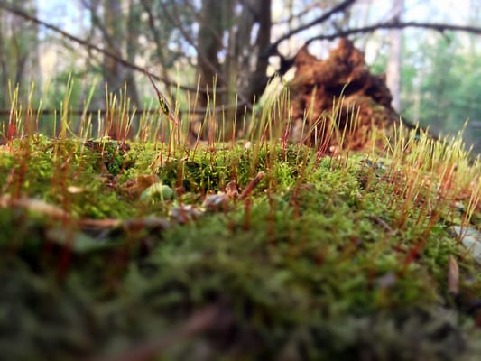 Mason Mill Park by null