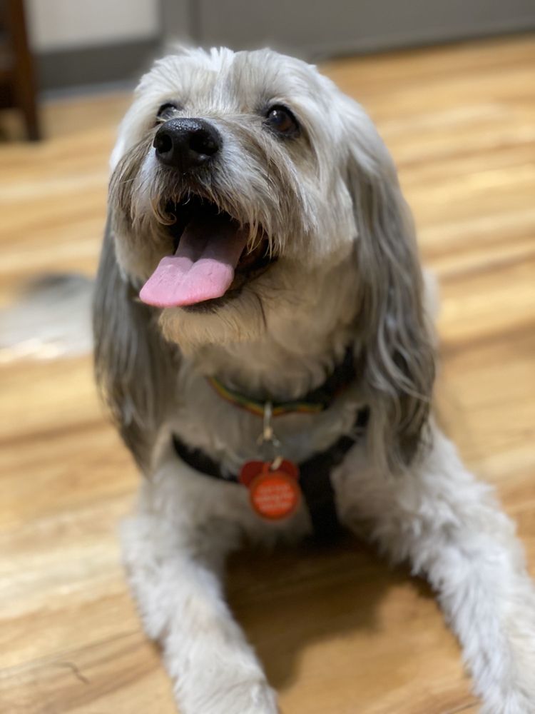 CATS & DOGS ANIMAL HOSPITAL 92 Photos & 251 Reviews Veterinarians