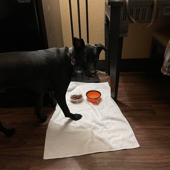 Golden Nugget Laughlin Hotel & Casino - I love the wood floors for pet friendly rooms. Easy to clean! - Hotels Near Me - Laughlin, Nevada Golden Nugget Laughlin Hotel & Casino - I love the wood floors for pet friendly rooms. Easy to clean! - Hotels Near Me - Laughlin, Nevada