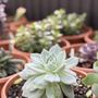 Photo of New Leaf Greenhouse