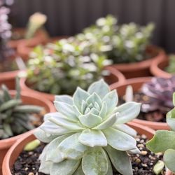 New Leaf Greenhouse