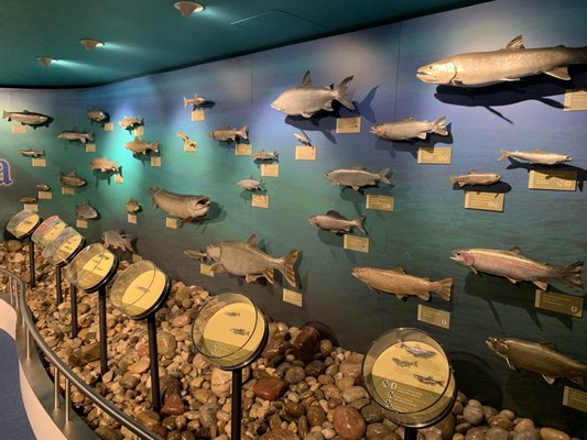 Bow Habitat Station & Sam Livingston Fish Hatchery by null