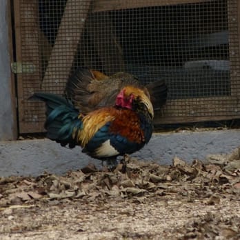 Wildpark Ernstbrunn - Zoos Near Me - Ernstbrunn, 3 Wildpark Ernstbrunn - Zoos Near Me - Ernstbrunn, 3
