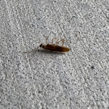 Team Veterans - Quarterly Pest Control keeps the roaches out. - Pest Control Near Me - Myrtle Beach, South Carolina Team Veterans - Quarterly Pest Control keeps the roaches out. - Pest Control Near Me - Myrtle Beach, South Carolina