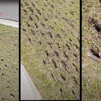 Marbella Landscaping - Complete and utter destruction - Lawn Services Near Me - Orem, Utah